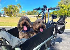 dog carrier for electric bike